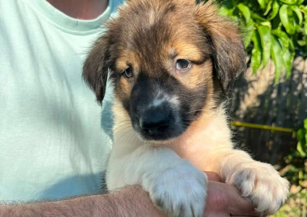 Haaland, brown, white male puppy Mixed Breed for adoption at The Dog Rose), Dogrose