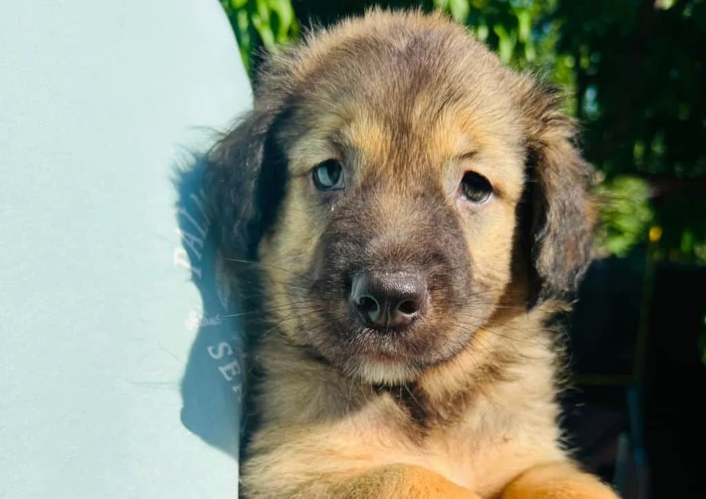 Hagi, brown, white male puppy Mixed Breed for adoption at The Dog Rose), Dogrose