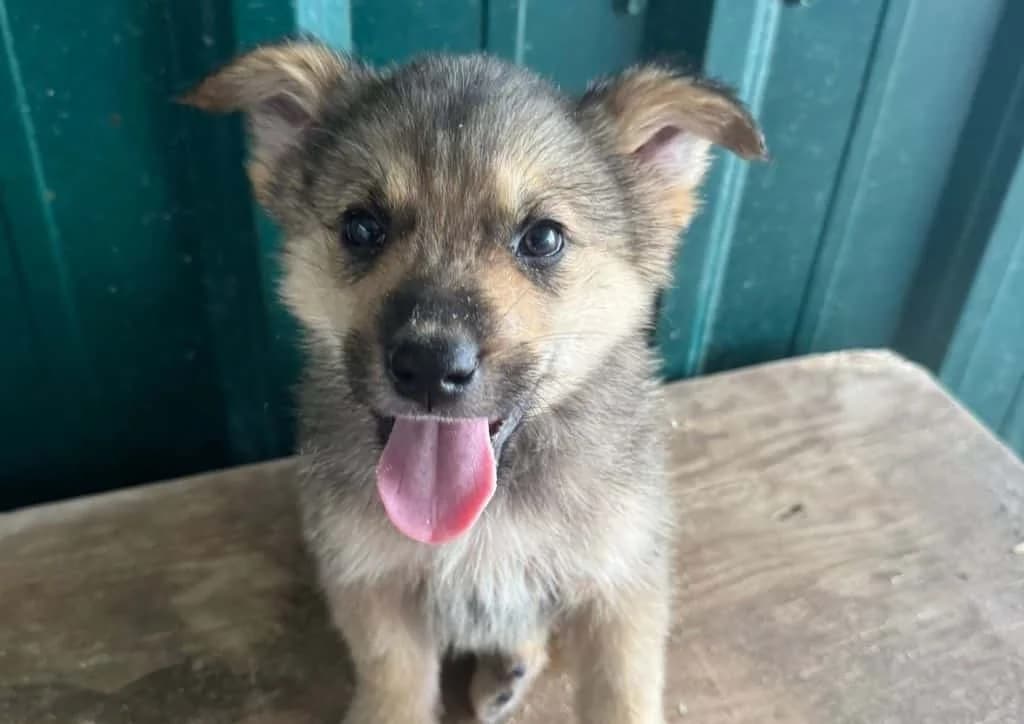 Harvey, beige, grey male puppy Mixed Breed for adoption at The Dog Rose), Dogrose