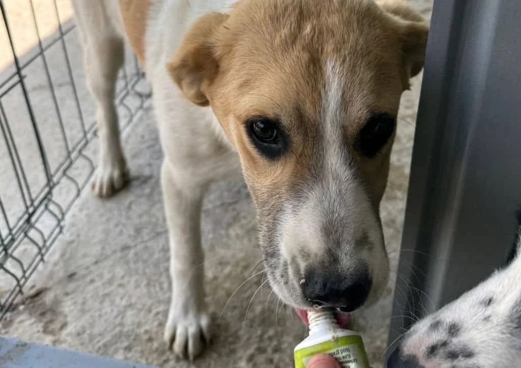 Honey, white, brown female puppy Mixed Breed for adoption at The Dog Rose), Dogrose