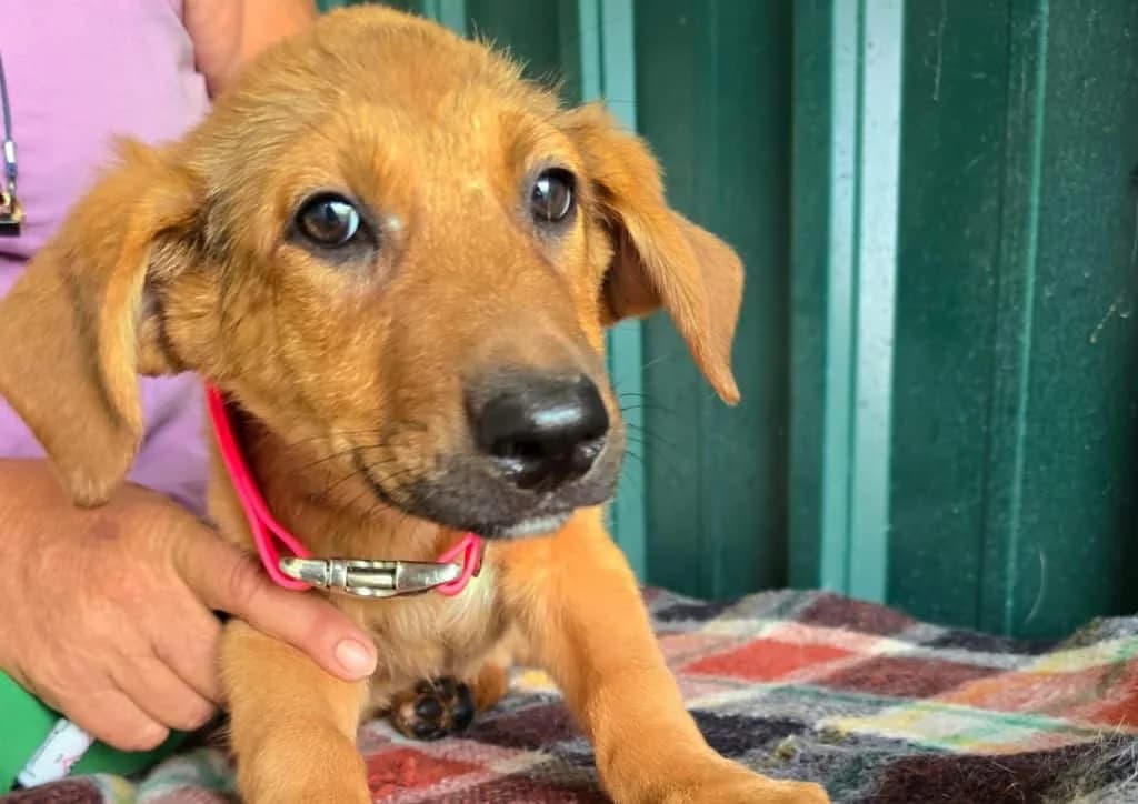 Hope, brown female puppy Mixed Breed for adoption at The Dog Rose), Dogrose