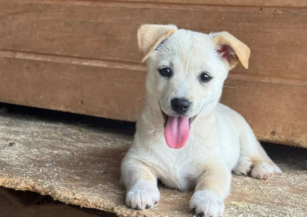Isabela, female puppy Mixed Breed for adoption at The Dog Rose), Dogrose