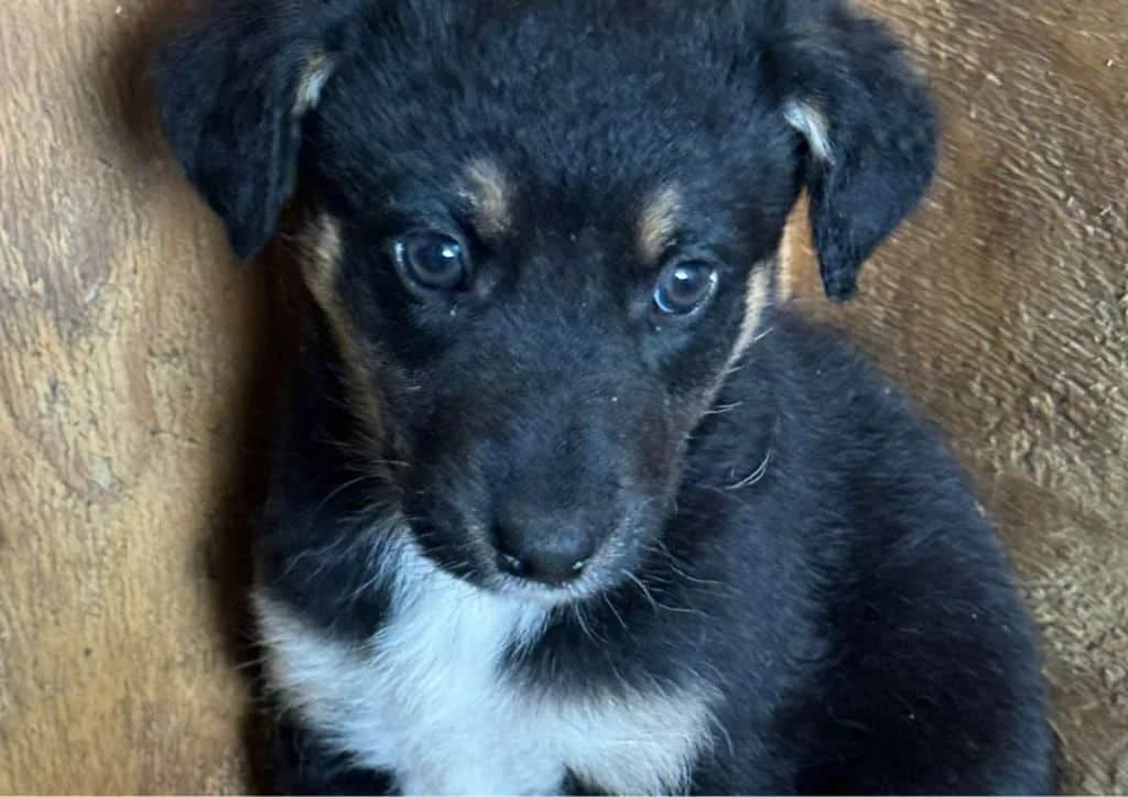 Jacky, black, brown, white male puppy Mixed Breed for adoption at The Dog Rose), Dogrose