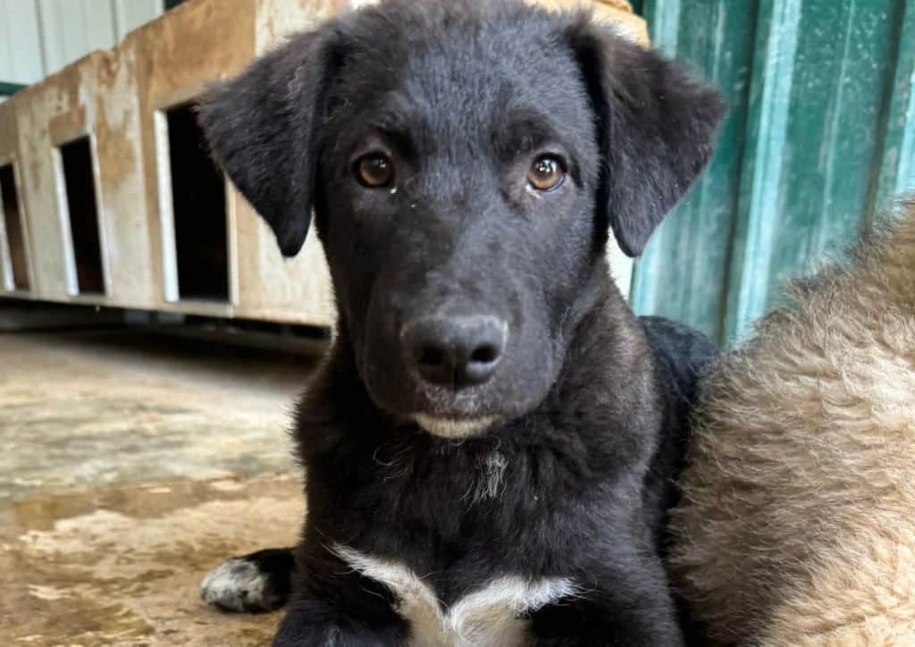 Jax, black, white male puppy Mixed Breed for adoption at The Dog Rose), Dogrose