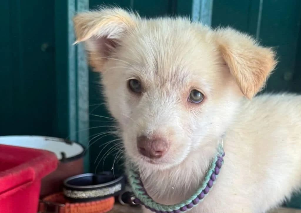 Jenny, beige female puppy Mixed Breed for adoption at The Dog Rose), Dogrose