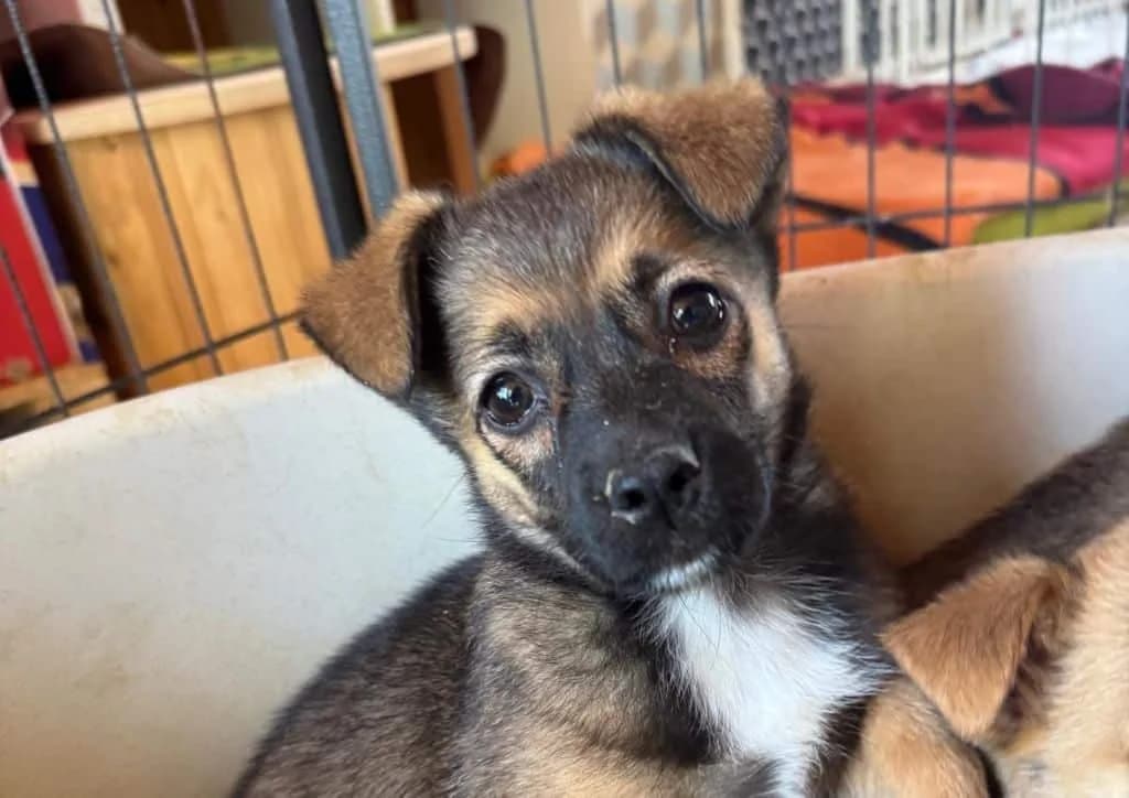 Jersey, brown, white female Mixed Breed for adoption at The Dog Rose), Dogrose