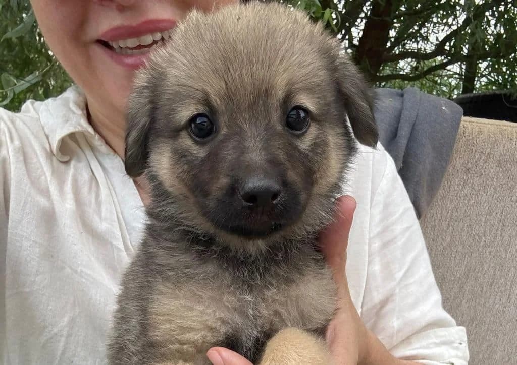 Karisma, beige, brown female puppy Mixed Breed for adoption at The Dog Rose), Dogrose