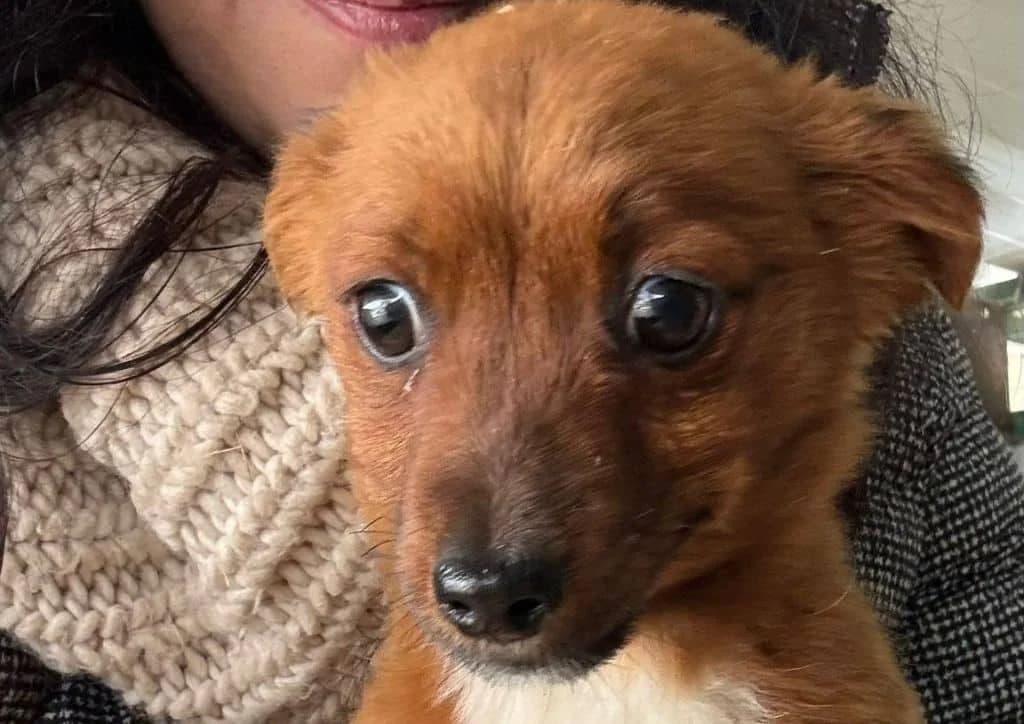 Karla, brown, white female puppy Mixed Breed for adoption at The Dog Rose), Dogrose