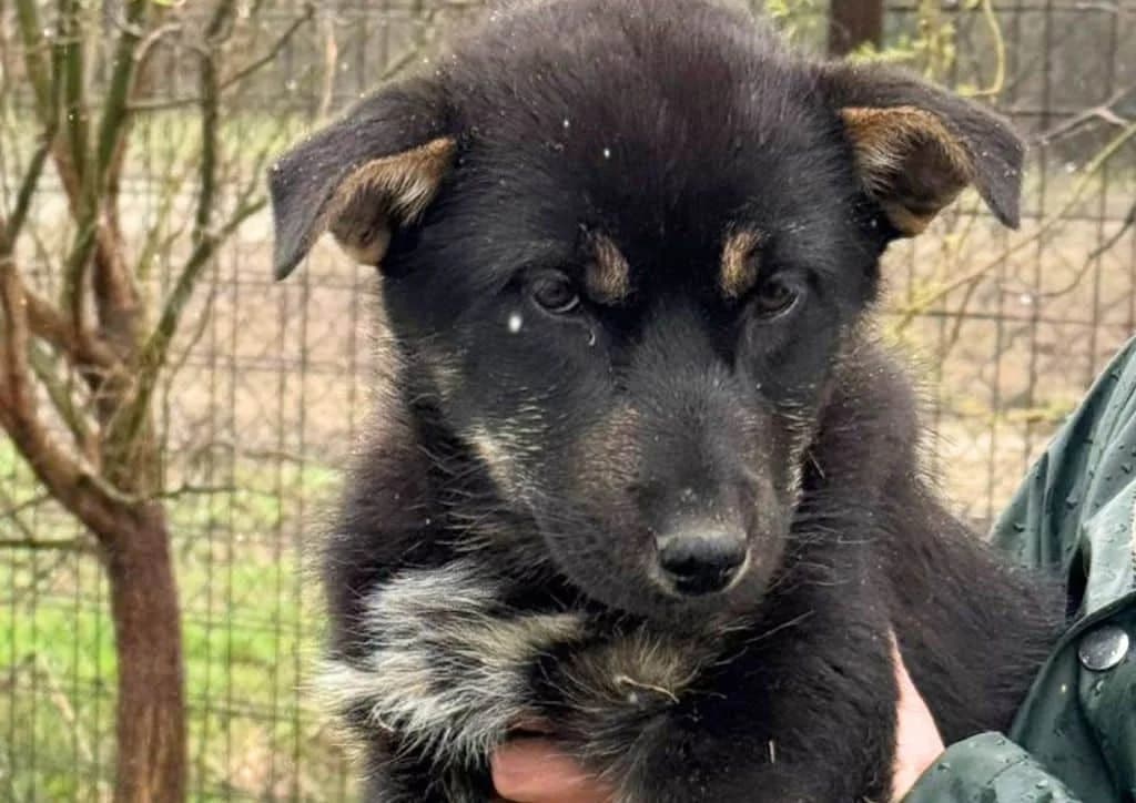 Katy, black, brown, white female puppy Mixed Breed for adoption at The Dog Rose), Dogrose