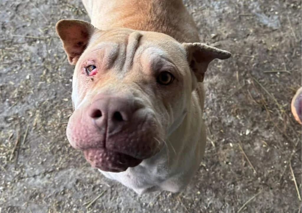 Keiko, beige female 3yo Mixed Breed for adoption at The Dog Rose), Dogrose