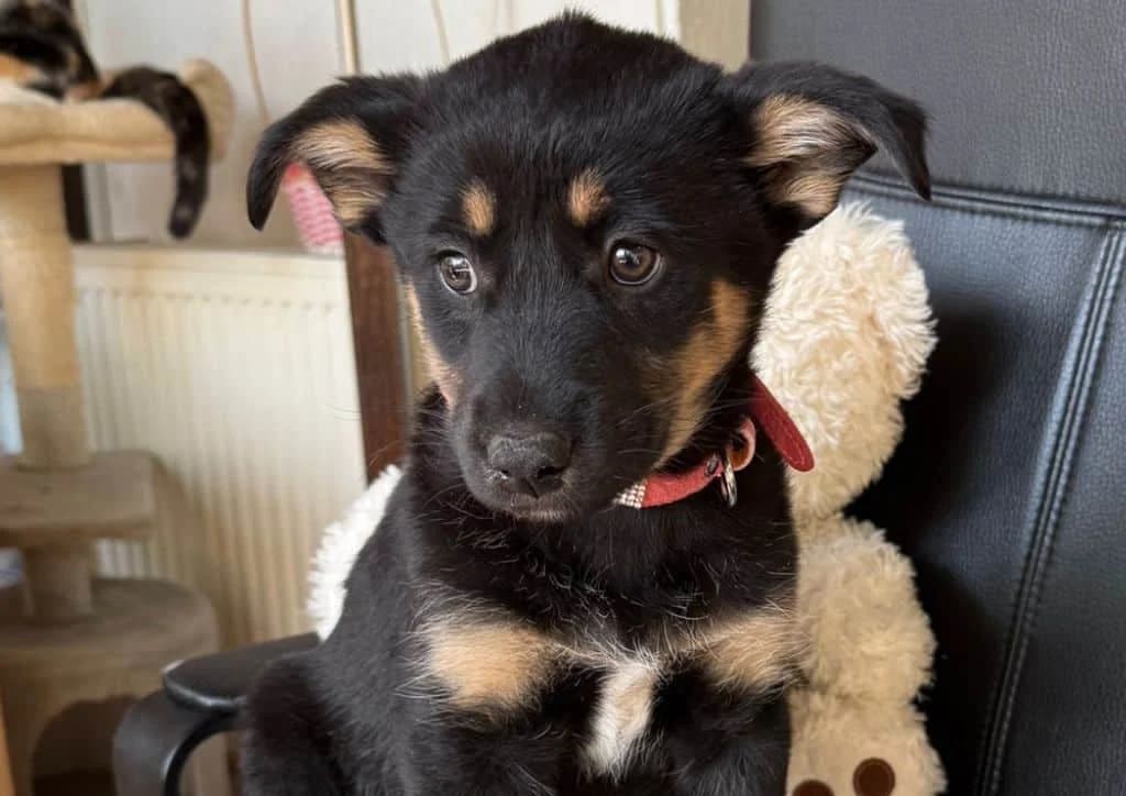 Lady, black, brown female puppy Mixed Breed for adoption at The Dog Rose), Dogrose