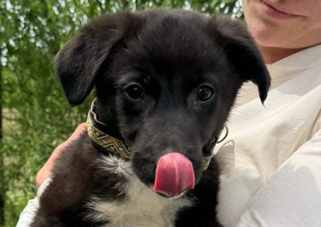 Lara, black, white female puppy Mixed Breed for adoption at The Dog Rose), Dogrose