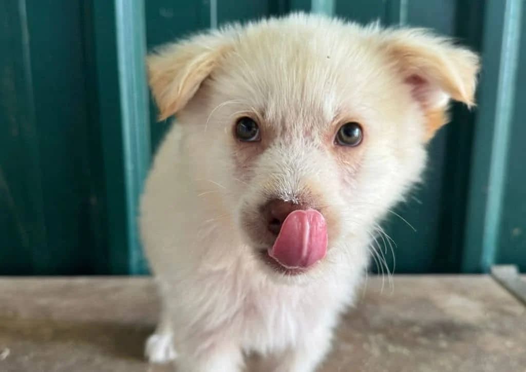 Leo, beige male puppy Mixed Breed for adoption at The Dog Rose), Dogrose