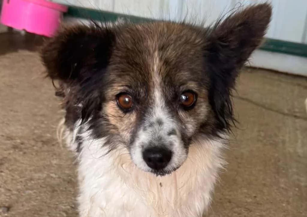 Letti, brown, white female young Mixed Breed for adoption at The Dog Rose), Dogrose