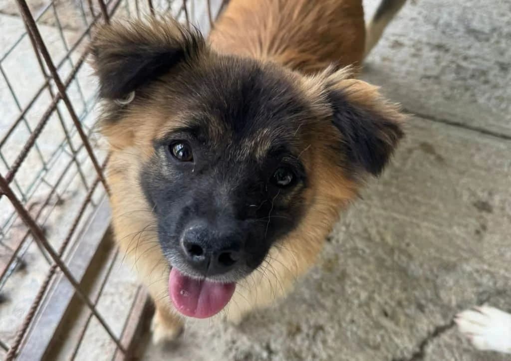 Lion, beige, brown male young Mixed Breed for adoption at The Dog Rose), Dogrose