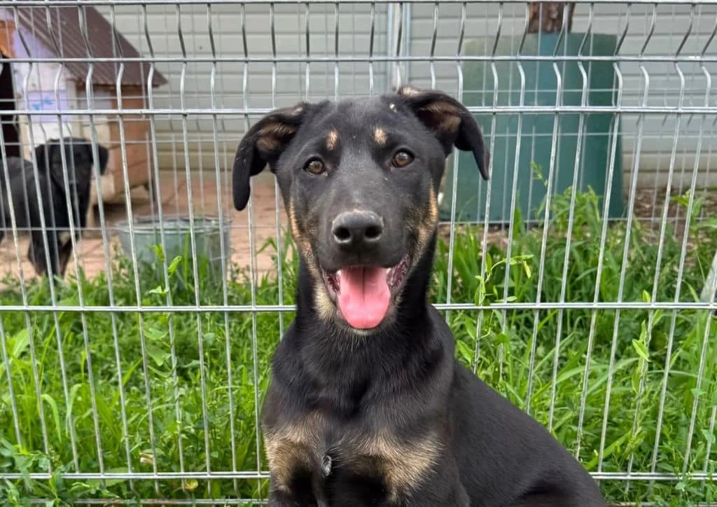 Love, black, brown female puppy Mixed Breed for adoption at The Dog Rose), Dogrose
