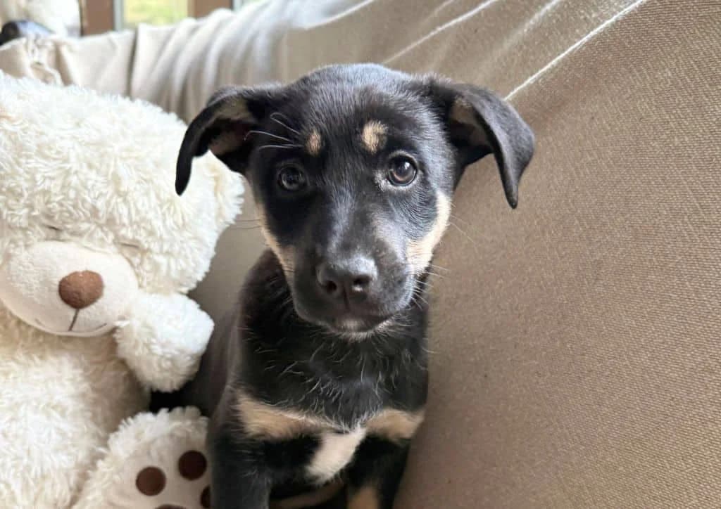 Lucky, black, white, brown male puppy Mixed Breed for adoption at The Dog Rose), Dogrose
