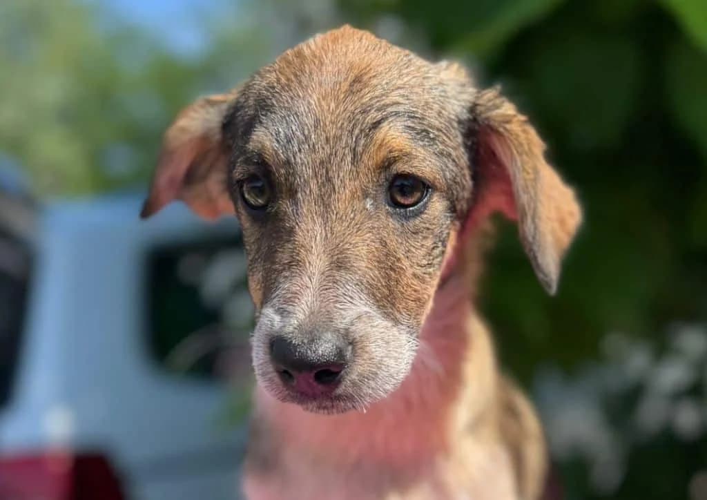 Lucy, brown, white female puppy Mixed Breed for adoption at The Dog Rose), Dogrose