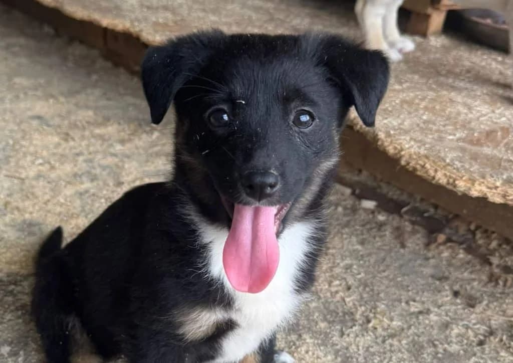 Luisa, brown, white, black female puppy Mixed Breed for adoption at The Dog Rose), Dogrose