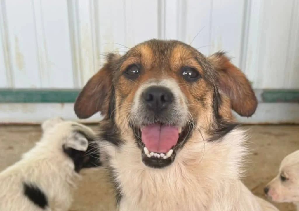 Lulu, white, brown, black female young Mixed Breed for adoption at The Dog Rose), Dogrose