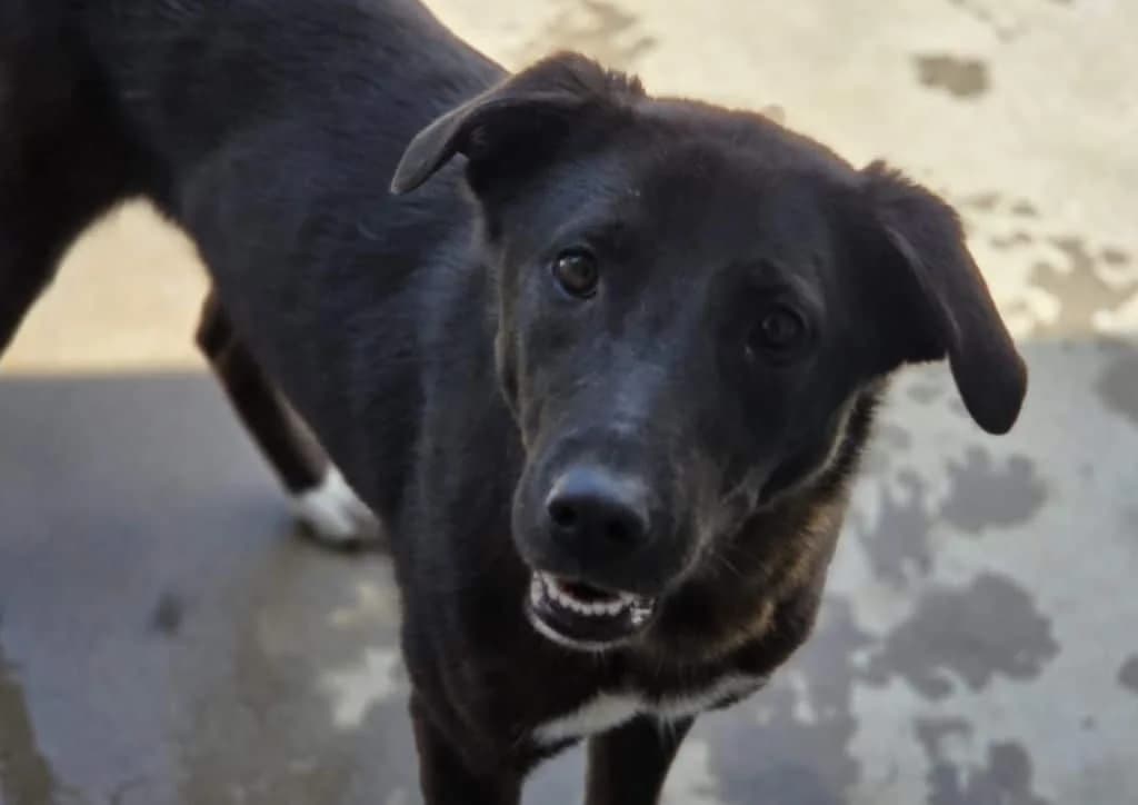Luna, black, white female young Mixed Breed for adoption at The Dog Rose), Dogrose
