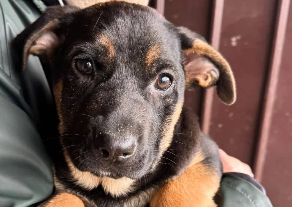 Macadamia, brown, black female puppy Mixed Breed for adoption at The Dog Rose), Dogrose
