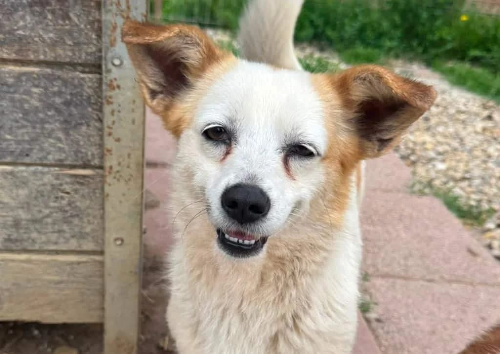 Maeve, white, brown female young Mixed Breed for adoption at The Dog Rose), Dogrose