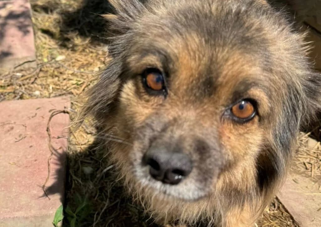 Maizie, brown female young Mixed Breed for adoption at The Dog Rose), Dogrose