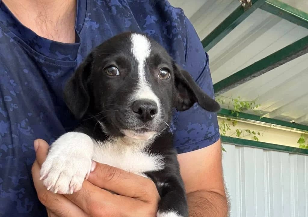 Malika, black, white female puppy Mixed Breed for adoption at The Dog Rose), Dogrose