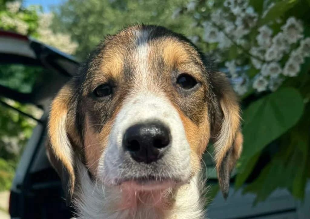 Mara, brown, white female puppy Mixed Breed for adoption at The Dog Rose), Dogrose