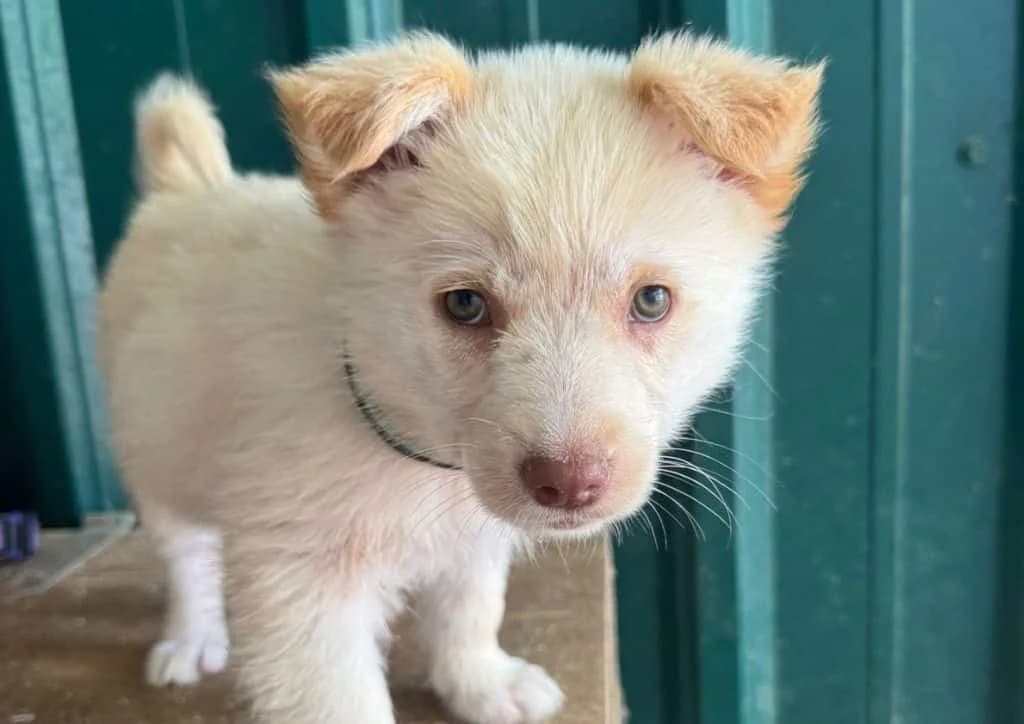 Margot, beige female puppy Mixed Breed for adoption at The Dog Rose), Dogrose