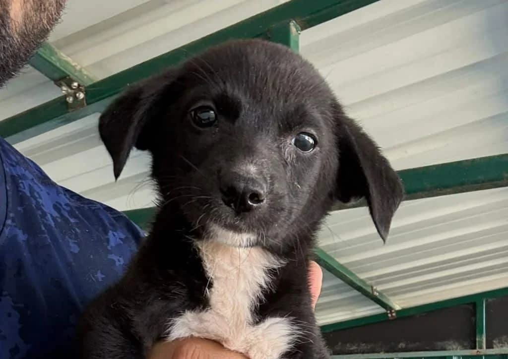 Marisol, black, white female puppy Mixed Breed for adoption at The Dog Rose), Dogrose
