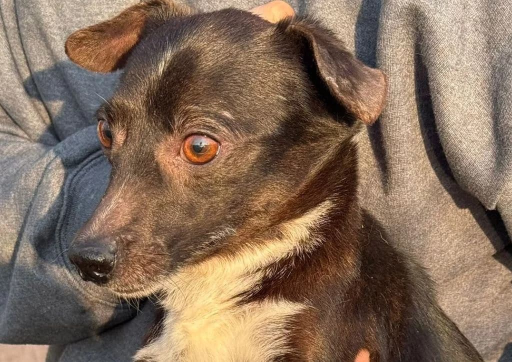 Marvel, black, white male young Mixed Breed for adoption at The Dog Rose), Dogrose