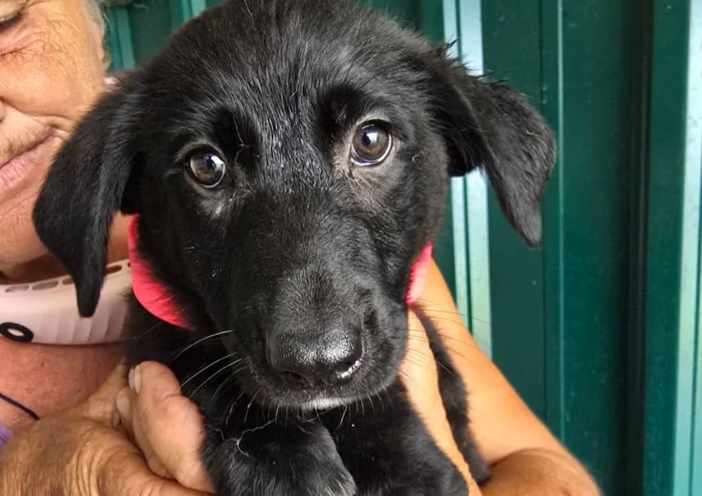Maytreyi, black, white female puppy Mixed Breed for adoption at The Dog Rose), Dogrose