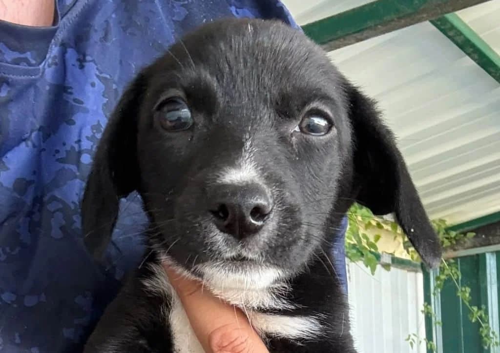 Mei, black, white female puppy Mixed Breed for adoption at The Dog Rose), Dogrose