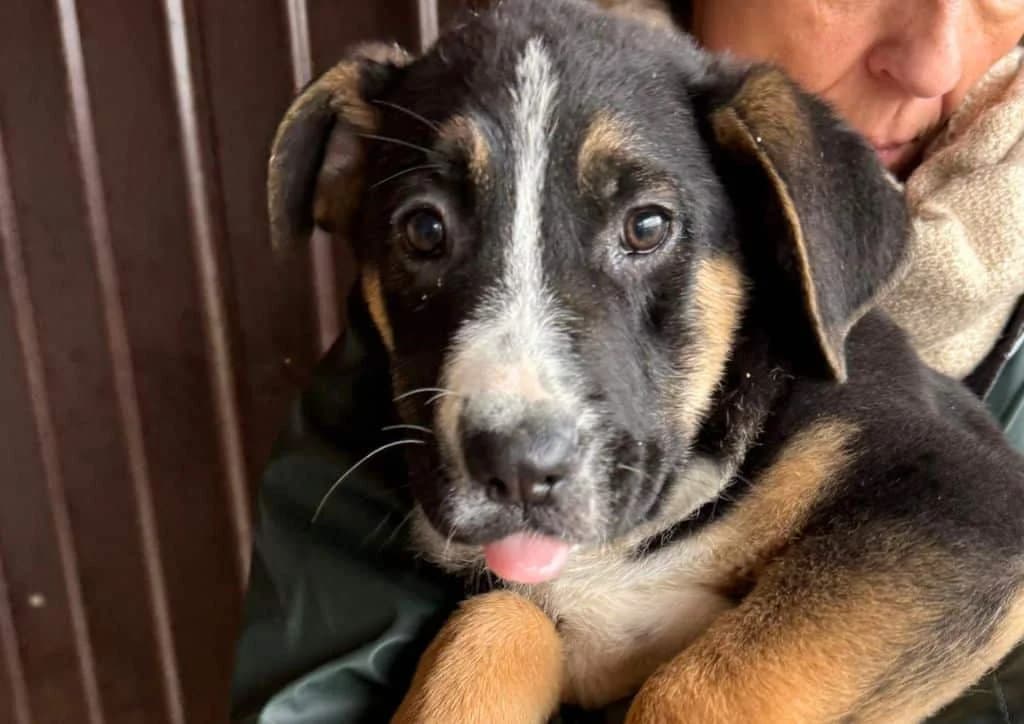 Meringue, brown, black, white female puppy Mixed Breed for adoption at The Dog Rose), Dogrose