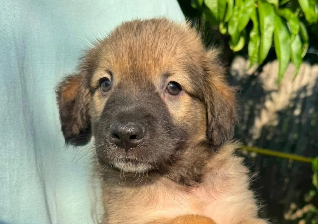 Messi, brown, white male puppy Mixed Breed for adoption at The Dog Rose), Dogrose