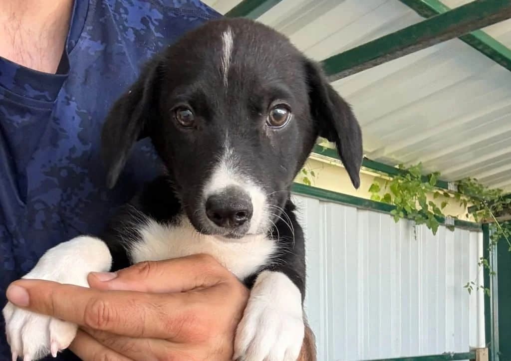 Minako, black, white male puppy Mixed Breed for adoption at The Dog Rose), Dogrose