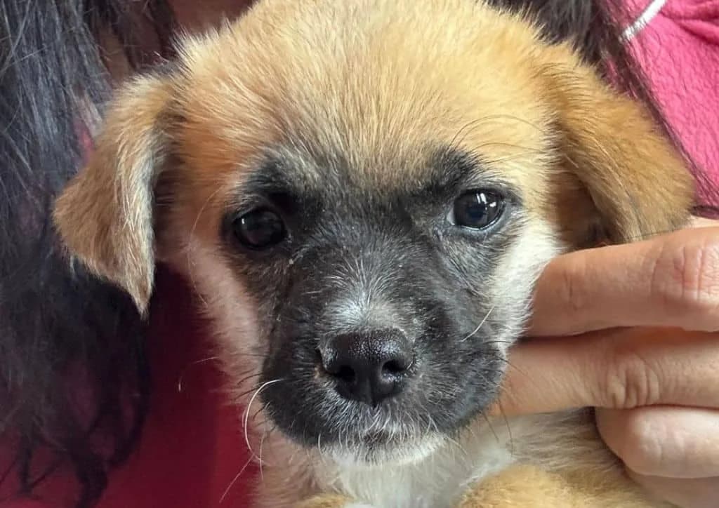 Minnie, brown, white female Mixed Breed for adoption at The Dog Rose), Dogrose