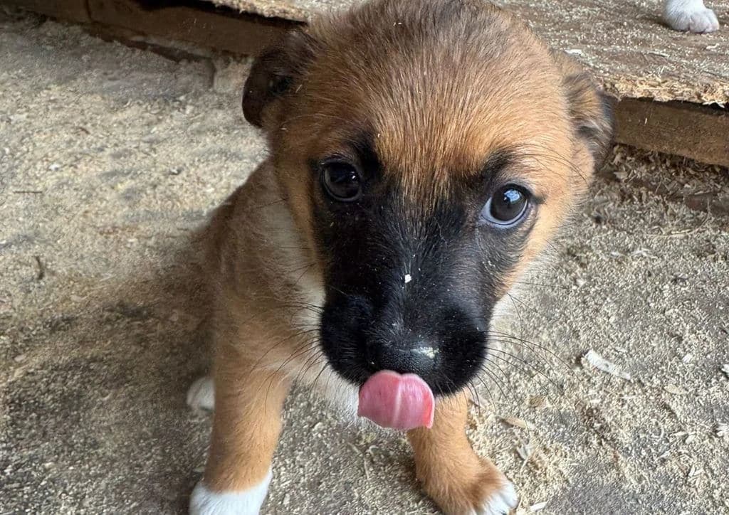 Mirabel, brown, white female puppy Mixed Breed for adoption at The Dog Rose), Dogrose