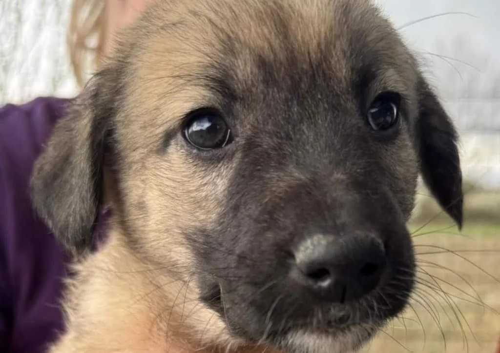 Mitchie, male puppy Mixed Breed for adoption at The Dog Rose), Dogrose