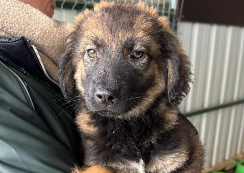 Moccaccino, beige, brown, white male puppy Mixed Breed for adoption at The Dog Rose), Dogrose