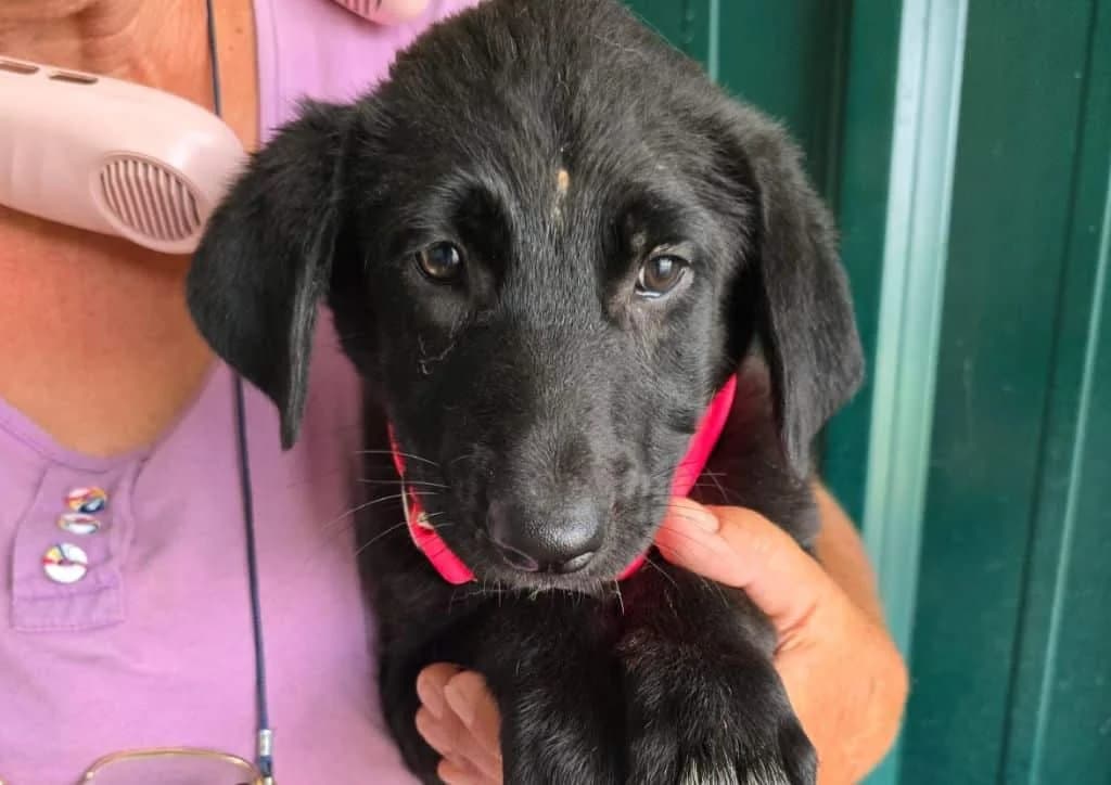 Mochi, black, white male puppy Mixed Breed for adoption at The Dog Rose), Dogrose