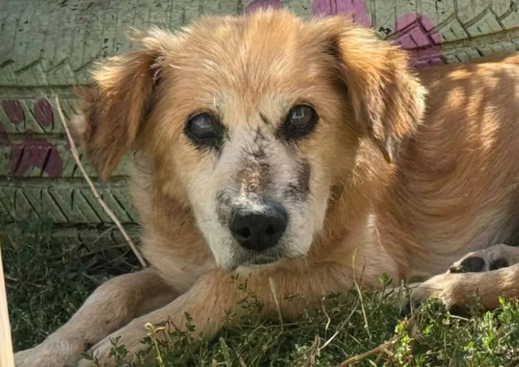 Moshu, brown male senior Mixed Breed for adoption at The Dog Rose), Dogrose