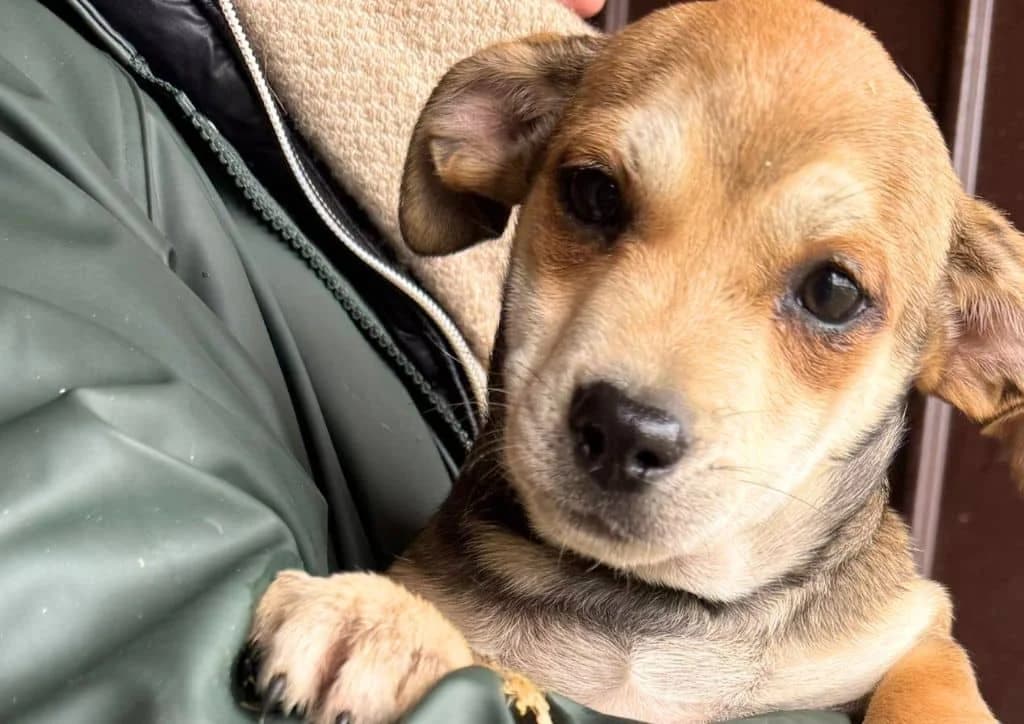 Moussy, brown, beige female puppy Mixed Breed for adoption at The Dog Rose), Dogrose