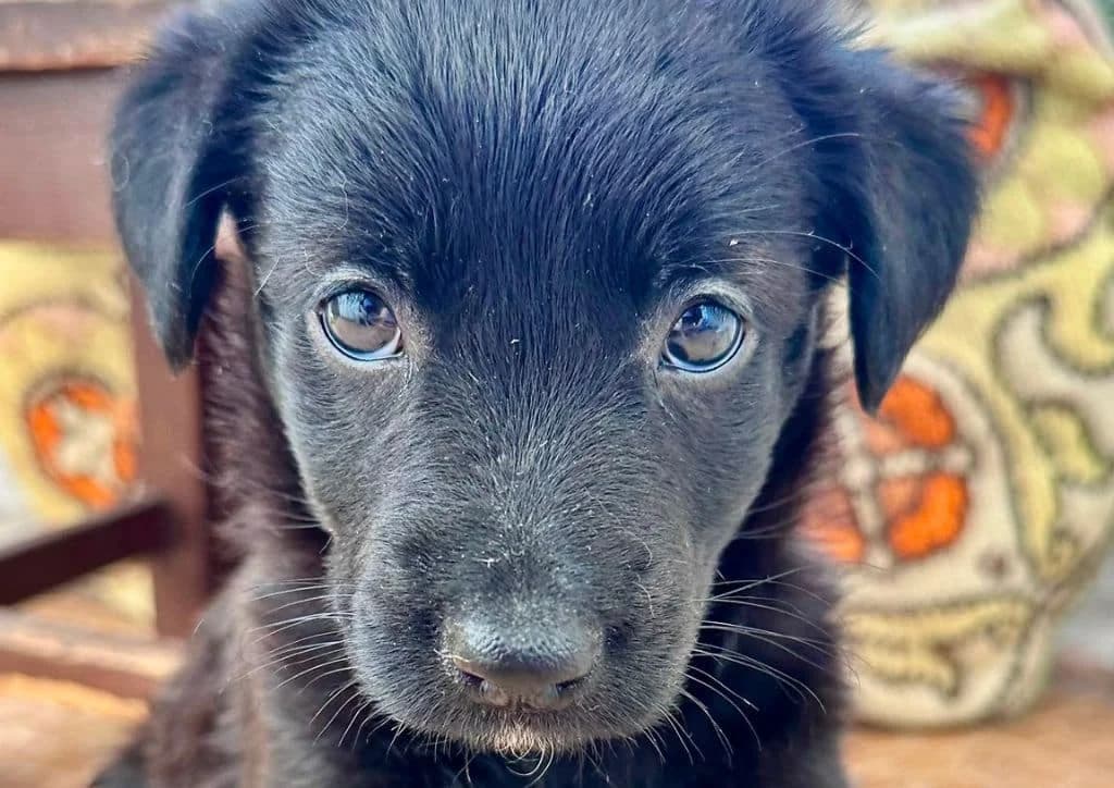 Mura, black female puppy Mixed Breed for adoption at The Dog Rose), Dogrose