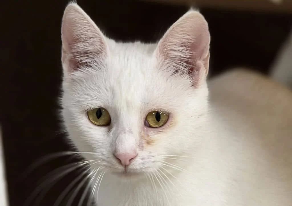 Mussette, white female young Mixed Breed for adoption at The Dog Rose), Dogrose