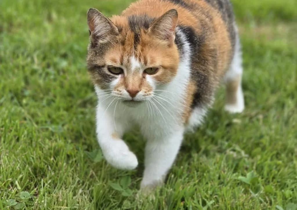 Mussy, red, tabby, white female 6yo Mixed Breed for adoption at The Dog Rose), Dogrose