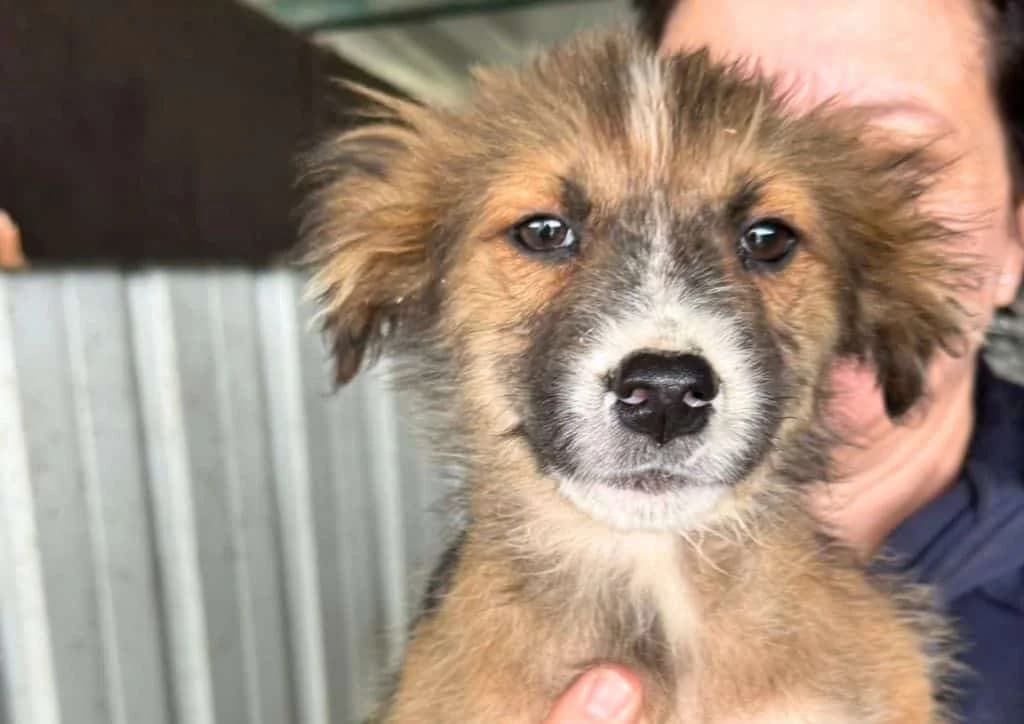 Nacho, brown, beige, white male puppy Mixed Breed for adoption at The Dog Rose), Dogrose