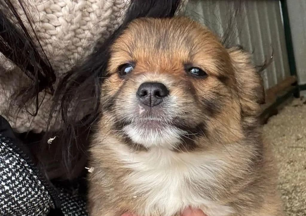 Nougat, brown, white female puppy Mixed Breed for adoption at The Dog Rose), Dogrose